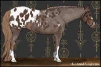 Horse Color:Liver Chestnut Appaloosa 