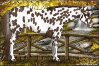 Horse Color:Liver Chestnut Appaloosa 