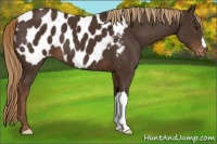 Horse Color:Liver Chestnut Appaloosa