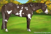 Horse Color:White Spotted Liver Chestnut Frame 