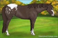 Horse Color:Liver Chestnut Sabino Appaloosa 