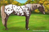 Horse Color:White Spotted Liver Chestnut Appaloosa 