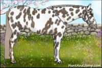 Horse Color:Chocolate Palomino Roan Leopard