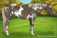 Horse Color:White Spotted Chocolate Palomino