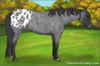 Horse Color:Blue Roan Appaloosa