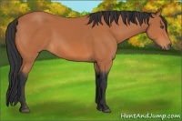 Horse Color:Unknown 