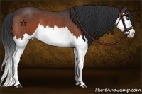 Horse Color:Brown Roan Splash Rabicano