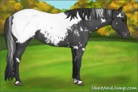 Horse Color:White Spotted Blue Roan Appaloosa