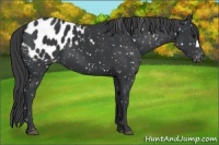Horse Color:Black Appaloosa 