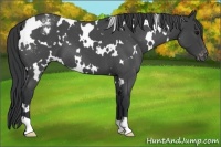 Horse Color:White Spotted Blue Roan Varnish 
