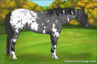 Horse Color:White Spotted Blue Roan Blanket 