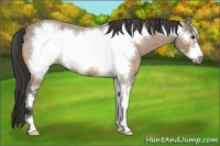 Horse Color:Buckskin Roan Sabino Frame 