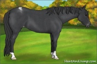 Horse Color:Blue Roan Varnish 