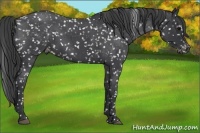 Horse Color:Blue Roan Appaloosa