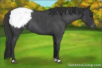 Horse Color:Blue Roan Appaloosa 