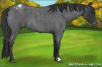 Horse Color:Blue Roan Varnish 