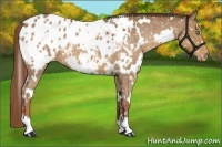 Horse Color:White Spotted Red Roan Appaloosa