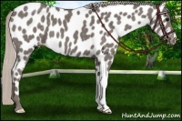 Horse Color:Silver Blue Roan Appaloosa 