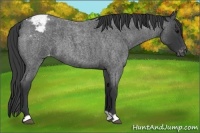 Horse Color:Blue Roan Appaloosa 