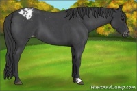 Horse Color:Blue Roan Varnish 