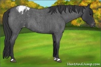 Horse Color:Blue Roan Appaloosa 