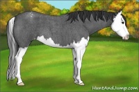 Horse Color:Blue Roan Splash Varnish 