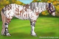Horse Color:Brown Varnish  and Buckskin Varnish 