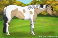 Horse Color:Brown Dun Tobiano 