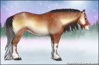 Horse Color:Bay Onyx Appaloosa 