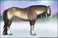 Horse Color:Brown Onyx Sabino Appaloosa Rabicano 