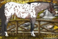 Horse Color:Brown Roan Appaloosa Rabicano