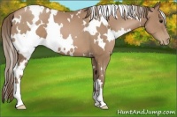 Horse Color:White Spotted Black Pearl 