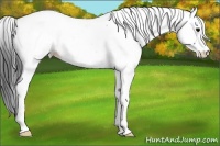 Horse Color:Blue Roan Fewspot 