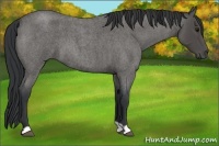 Horse Color:Blue Roan 