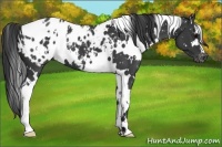 Horse Color:White Spotted Black Snowflake Varnish 