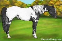 Horse Color:White Spotted Black Snowcap 