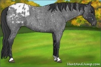 Horse Color:Blue Roan Snowflake Varnish 