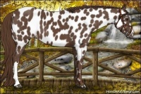 Horse Color:Liver Chestnut Near Leopard 
