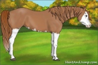 Horse Color:Chestnut Splash 