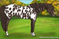 Horse Color:Liver Chestnut Sabino Appaloosa 