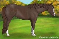 Horse Color:Liver Chestnut Sabino 