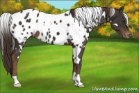 Horse Color:White Spotted Liver Chestnut Appaloosa 