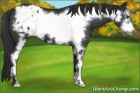 Horse Color:Liver Chestnut Sabino Frame Blanket 