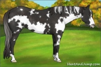 Horse Color:White Spotted Liver Chestnut Frame