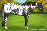 Horse Color:White Spotted Liver Chestnut Blanket 