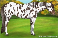 Horse Color:White Spotted Liver Chestnut Appaloosa 