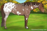 Horse Color:White Spotted Liver Red Roan Appaloosa 