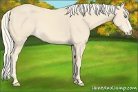Horse Color:Cremello 