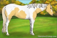 Horse Color:Palomino Tobiano 