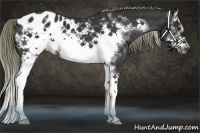 Horse Color:White Spotted Liver Chestnut Splash Frame Appaloosa 